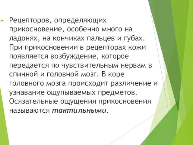 Рецепторов, определяющих прикосновение, особенно много на ладонях, на кончиках пальцев и