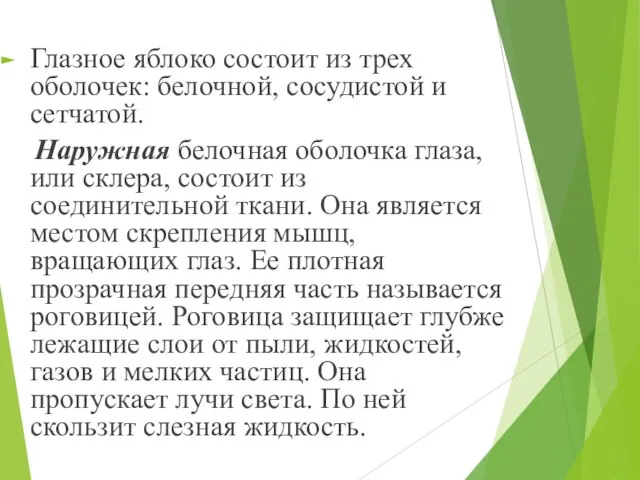 Глазное яблоко состоит из трех оболочек: белочной, сосудистой и сетчатой. Наружная