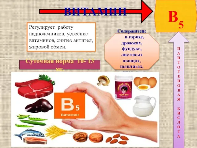 ВИТАМИН В5 Регулирует работу надпочечников, усвоение витаминов, синтез антител, жировой обмен.