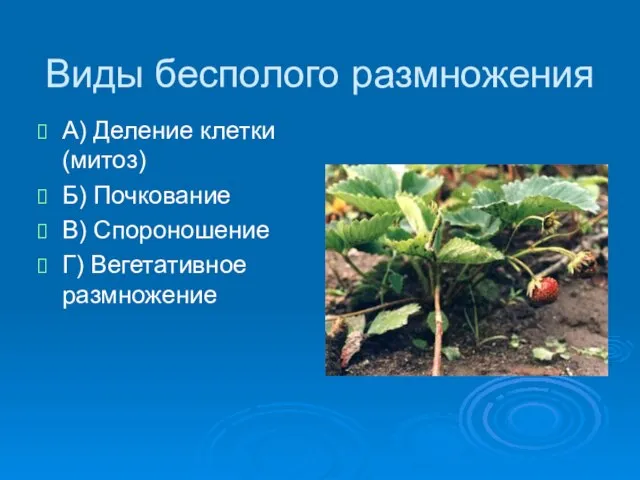 Виды бесполого размножения А) Деление клетки (митоз) Б) Почкование В) Спороношение Г) Вегетативное размножение