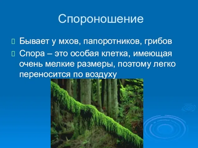 Спороношение Бывает у мхов, папоротников, грибов Спора – это особая клетка,