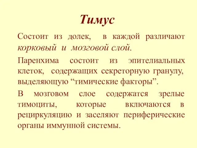 Тимус Состоит из долек, в каждой различают корковый и мозговой слой.