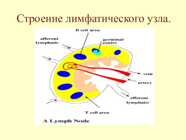 Строение лимфатического узла.