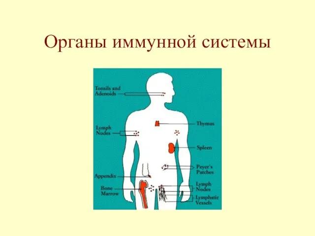 Органы иммунной системы