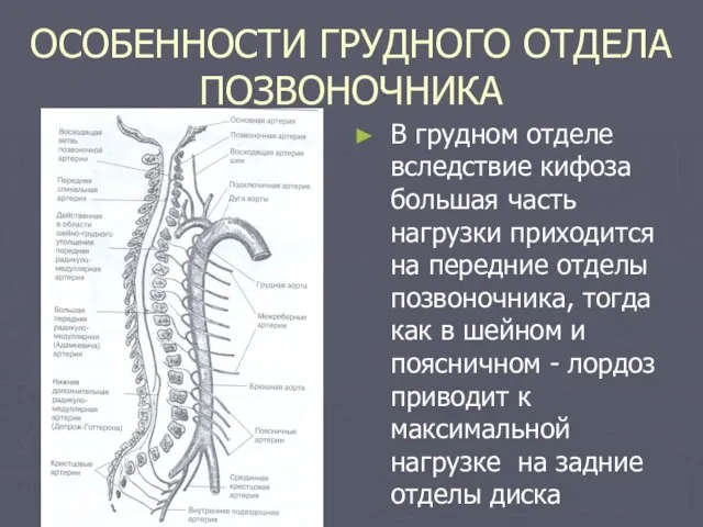 ОСОБЕННОСТИ ГРУДНОГО ОТДЕЛА ПОЗВОНОЧНИКА В грудном отделе вследствие кифоза большая часть