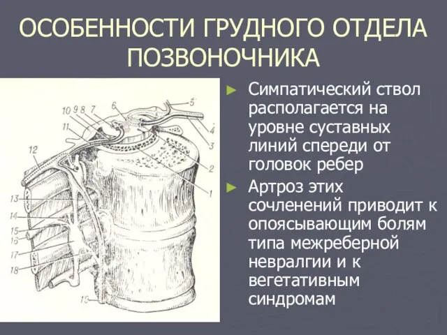 ОСОБЕННОСТИ ГРУДНОГО ОТДЕЛА ПОЗВОНОЧНИКА Симпатический ствол располагается на уровне суставных линий