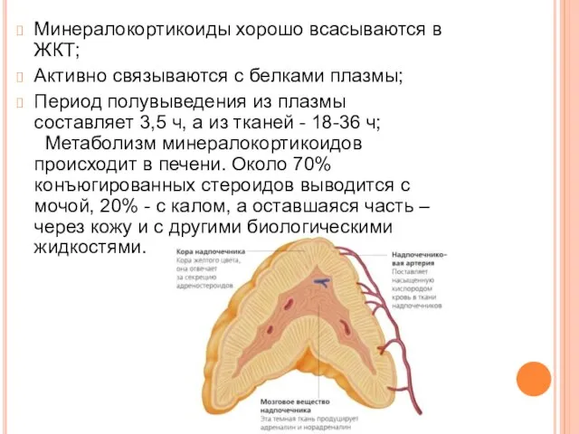 Минералокортикоиды хорошо всасываются в ЖКТ; Активно связываются с белками плазмы; Период