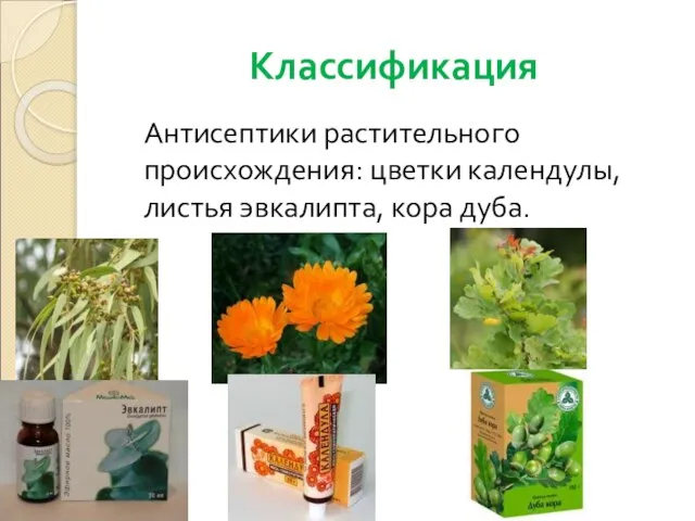 Классификация Антисептики растительного происхождения: цветки календулы, листья эвкалипта, кора дуба.