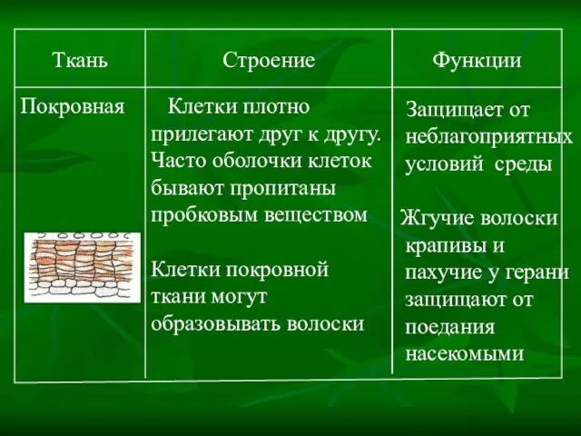 Защищает от неблагоприятных условий среды Жгучие волоски крапивы и пахучие у