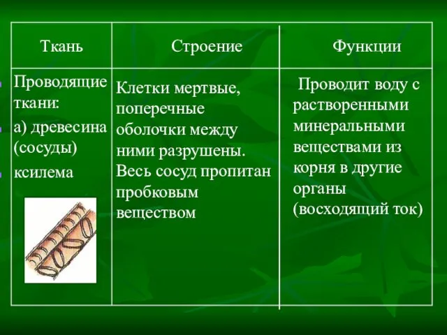 Проводит воду с растворенными минеральными веществами из корня в другие органы