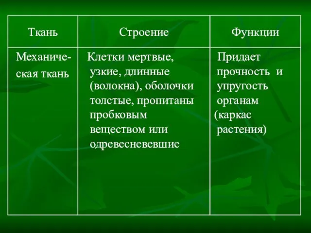 Придает прочность и упругость органам (каркас растения) Клетки мертвые, узкие, длинные