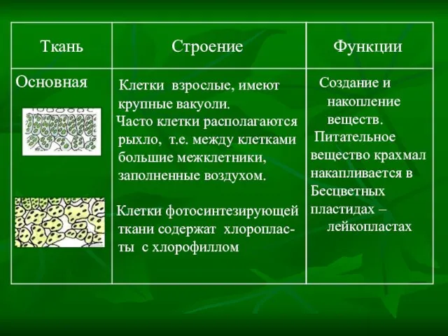 Создание и накопление веществ. Питательное вещество крахмал накапливается в Бесцветных пластидах