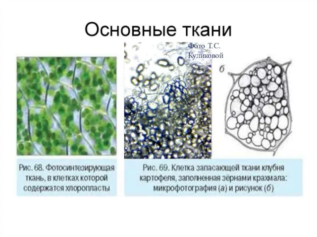 Фото Т.С.Куликовой