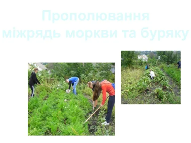 Прополювання міжрядь моркви та буряку