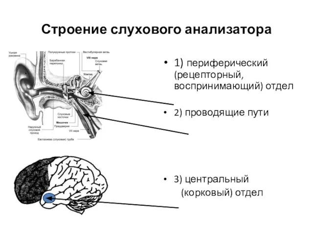 Строение слухового анализатора 1) периферический (рецепторный, воспринимающий) отдел 2) проводящие пути 3) центральный (корковый) отдел