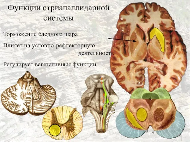 Функции стриапаллидарной системы Торможение бледного шара Влияет на условно-рефлекторную деятельность Регулирует вегетативные функции