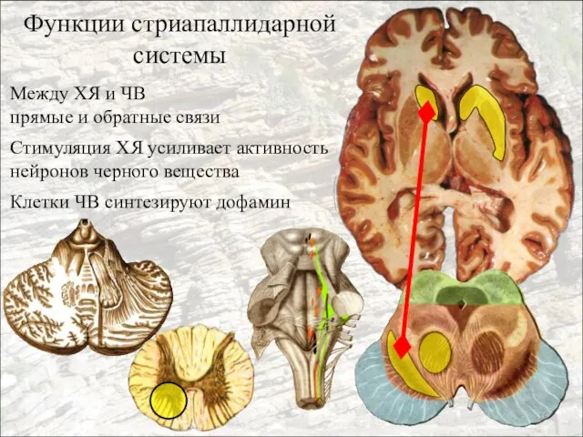 Функции стриапаллидарной системы Между ХЯ и ЧВ прямые и обратные связи