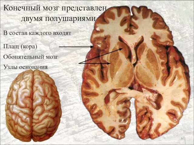 Конечный мозг представлен двумя полушариями В состав каждого входят Плащ (кора) Обонятельный мозг Узлы основания