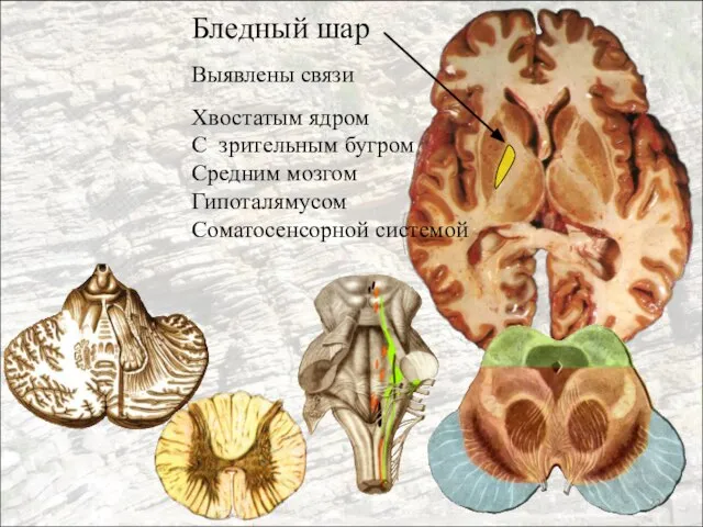 Бледный шар Выявлены связи Хвостатым ядром С зрительным бугром Средним мозгом Гипоталямусом Соматосенсорной системой
