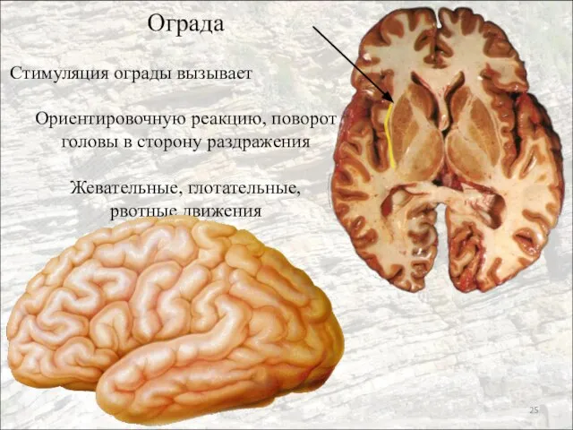 Ограда Стимуляция ограды вызывает Ориентировочную реакцию, поворот головы в сторону раздражения Жевательные, глотательные, рвотные движения