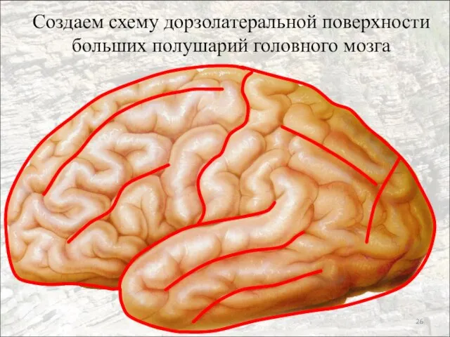 Создаем схему дорзолатеральной поверхности больших полушарий головного мозга