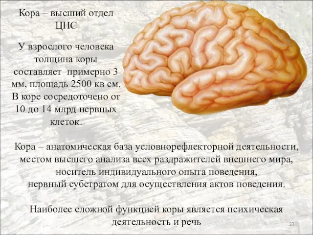 Кора – высший отдел ЦНС У взрослого человека толщина коры составляет