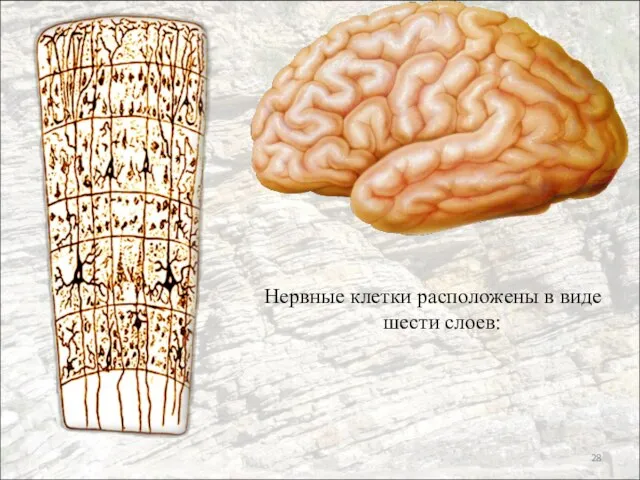 Нервные клетки расположены в виде шести слоев: