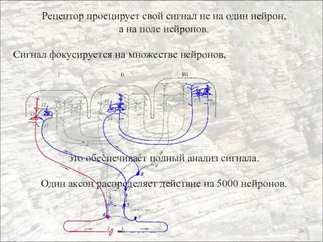 Рецептор проецирует свой сигнал не на один нейрон, а на поле