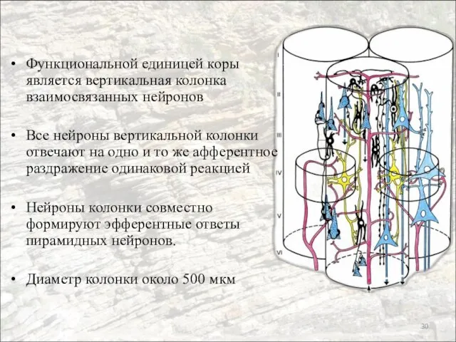 Функциональной единицей коры является вертикальная колонка взаимосвязанных нейронов Все нейроны вертикальной