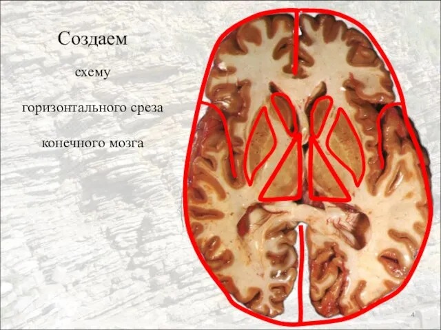 Создаем схему горизонтального среза конечного мозга