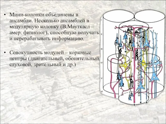 Мини-колонки объединены в ансамбли. Несколько ансамблей в модулярную колонку (В.Мауткасл –