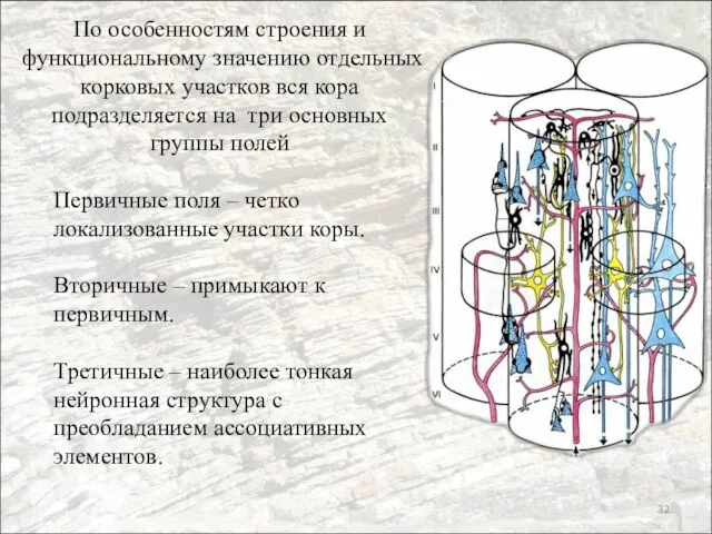 По особенностям строения и функциональному значению отдельных корковых участков вся кора