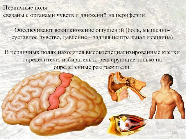 Первичные поля связаны с органами чувств и движений на периферии. Обеспечивают