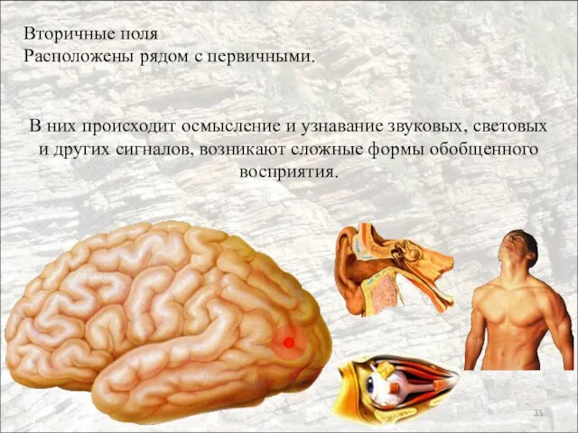 Вторичные поля Расположены рядом с первичными. В них происходит осмысление и