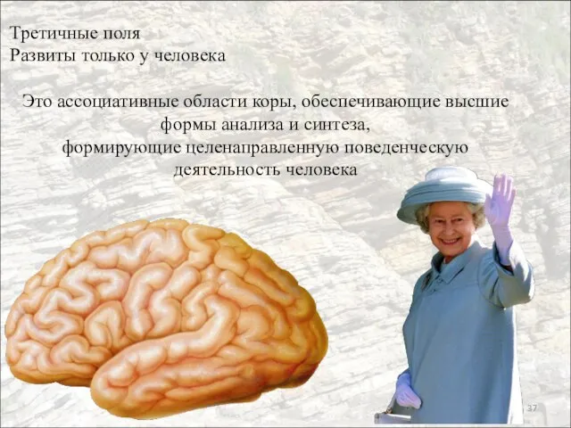 Третичные поля Развиты только у человека Это ассоциативные области коры, обеспечивающие