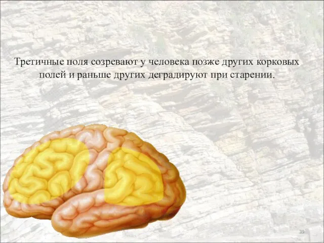 Третичные поля созревают у человека позже других корковых полей и раньше других деградируют при старении.