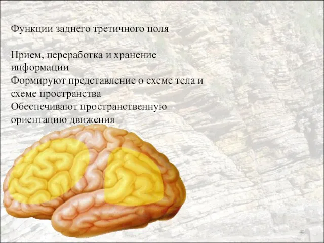 Функции заднего третичного поля Прием, переработка и хранение информации Формируют представление