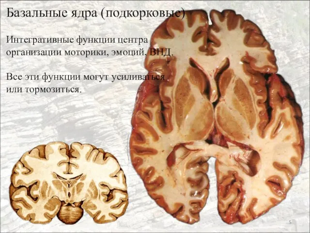 Базальные ядра (подкорковые) Интегративные функции центра организации моторики, эмоций, ВНД. Все