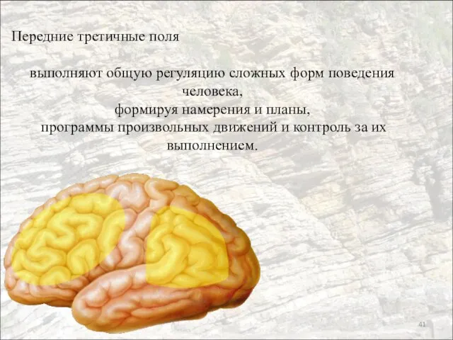 Передние третичные поля выполняют общую регуляцию сложных форм поведения человека, формируя