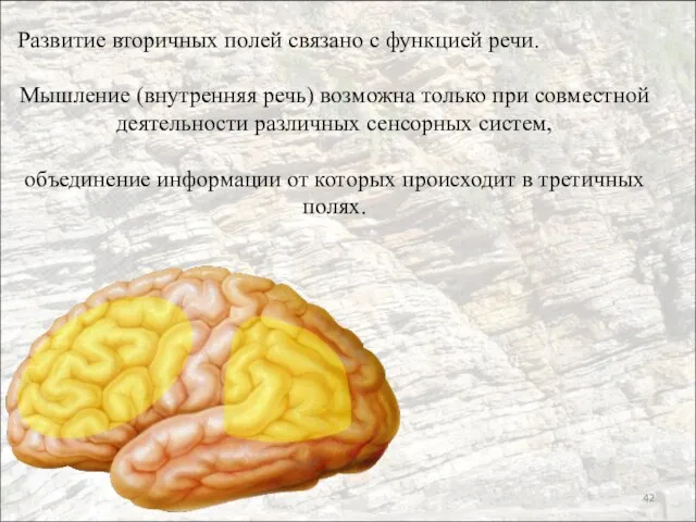 Развитие вторичных полей связано с функцией речи. Мышление (внутренняя речь) возможна