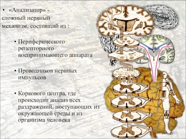 «Анализатор» - сложный нервный механизм, состоящий из : Периферического рецепторного воспринимающего