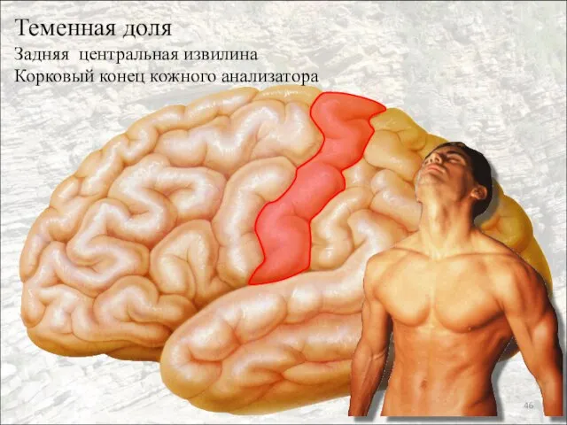 Теменная доля Задняя центральная извилина Корковый конец кожного анализатора