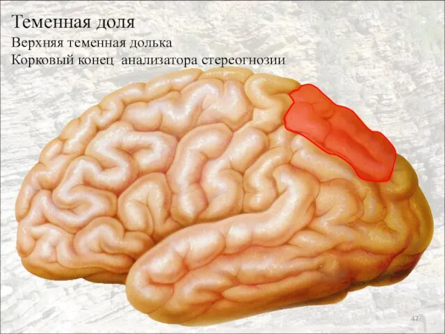 Теменная доля Верхняя теменная долька Корковый конец анализатора стереогнозии