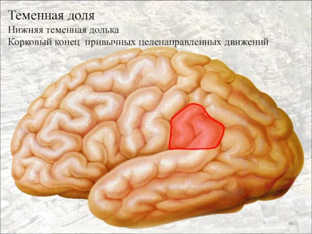 Теменная доля Нижняя теменная долька Корковый конец привычных целенаправленных движений