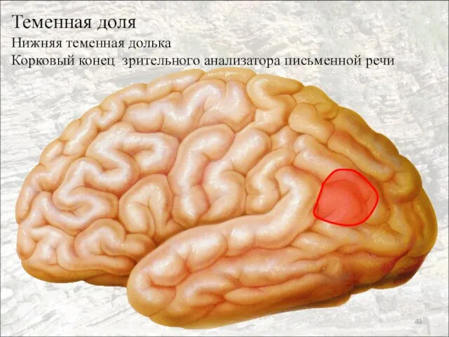 Теменная доля Нижняя теменная долька Корковый конец зрительного анализатора письменной речи