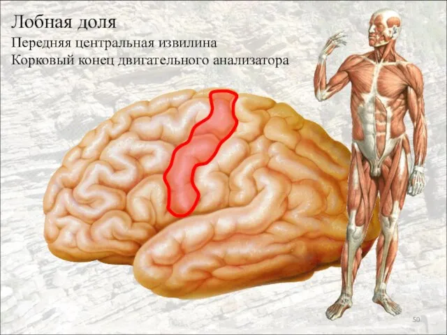 Лобная доля Передняя центральная извилина Корковый конец двигательного анализатора