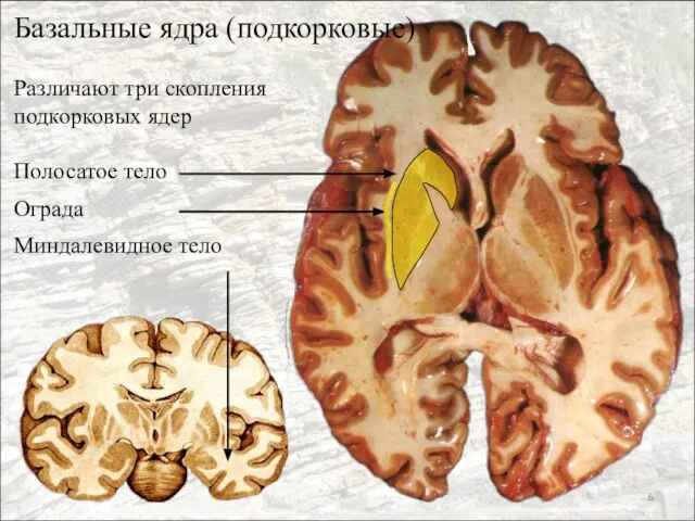 Базальные ядра (подкорковые) Различают три скопления подкорковых ядер Полосатое тело Ограда Миндалевидное тело