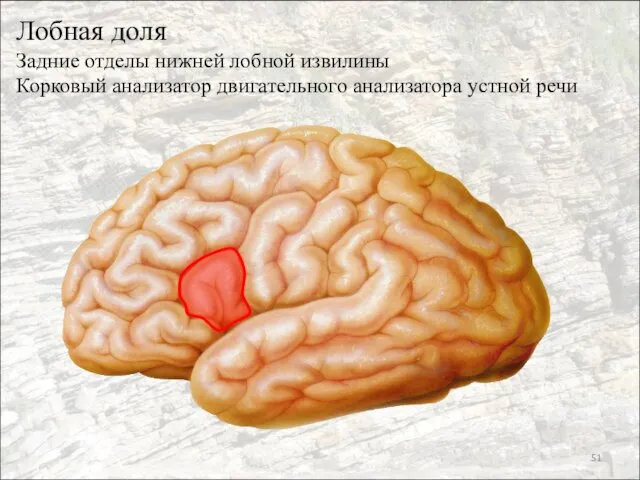 Лобная доля Задние отделы нижней лобной извилины Корковый анализатор двигательного анализатора устной речи