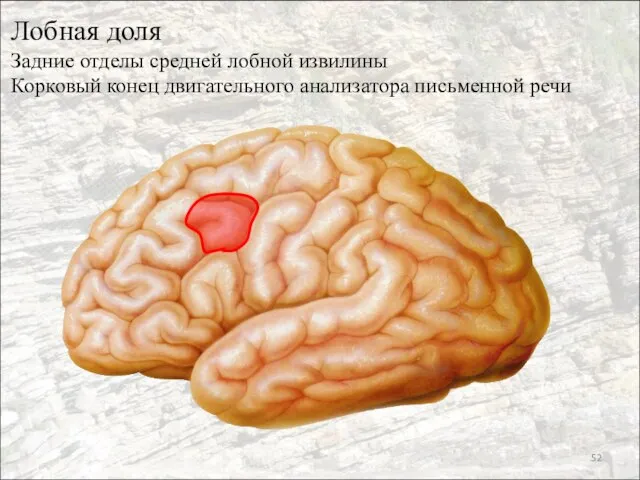 Лобная доля Задние отделы средней лобной извилины Корковый конец двигательного анализатора письменной речи