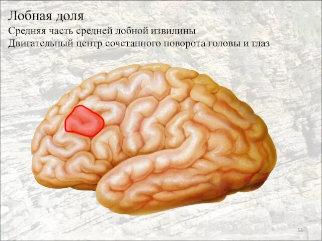 Лобная доля Средняя часть средней лобной извилины Двигательный центр сочетанного поворота головы и глаз